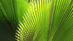 Nature palm leaves