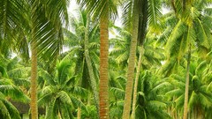 Nature palm trees