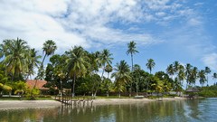 Nature palm trees Beaches