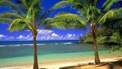 Nature palm trees Beaches