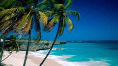 Nature palm trees Beaches blue skies waterscapes