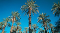 Nature palm trees blue skies