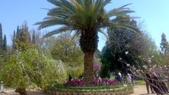 Nature palm trees iran shiraz