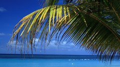 Nature palm trees Sea