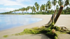 Nature palm trees shore tropical