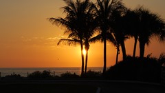 Nature palm trees silhouettes sunlight
