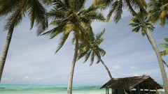 Nature palm trees tropical