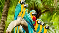 Nature Parrots Scarlet Macaws Blue-and-yellow Macaws