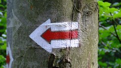 Nature paths forests