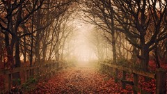 Nature paths forests