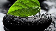 Nature pebbles leaf water drops selective coloring