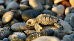 Nature pebbles rocks Reptiles turtles
