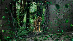 Nature Persian Tigers Desktopography