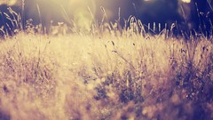 Nature photo filters