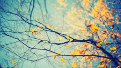 Nature photo filters