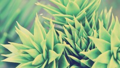 Nature photo filters