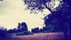 Nature photo filters