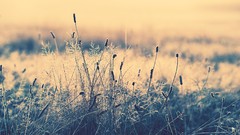 Nature photo filters