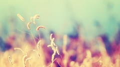 Nature photo filters