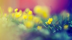 Nature photo filters