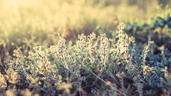 Nature photo filters