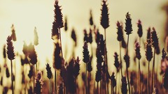 Nature photo filters