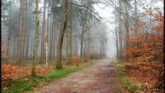 Nature Photographers mist forests