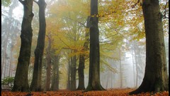 Nature Photographers November