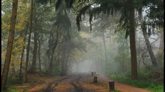 Nature Photographers October mist forests