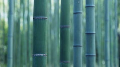 Nature photography bamboo