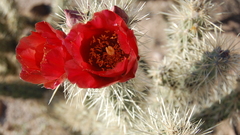 Nature photography cactus red