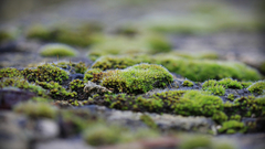 Nature photography moss