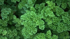 Nature photography Plants Plant