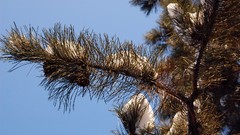 Nature pine trees