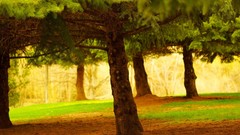 Nature pine trees natural scenery