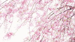 Nature pink cherry blossoms