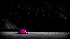 Nature pink deviantart ladybirds