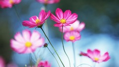 Nature pink flowers cosmos flower