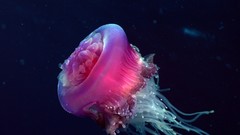 Nature pink jellyfish medusa