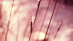Nature pink monochrome