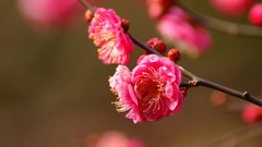 Nature pink spring blossoms