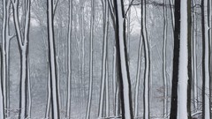 Nature planets wildlife Earth