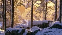 Nature planets wildlife Earth