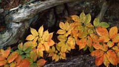 Nature planets wildlife Earth