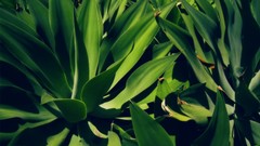 Nature Plants Aloe vera