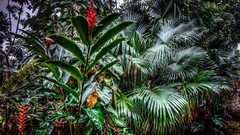 Nature Plants artwork artistic