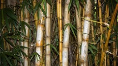Nature Plants bamboo