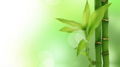 Nature Plants bamboo