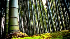 Nature Plants bamboo