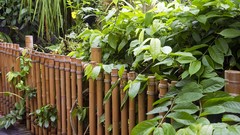 Nature Plants bamboo Bridges